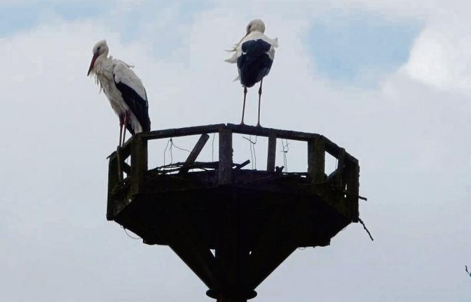 Die Störche sind da! Fotografiert von Irmgard Faigle in Horrheim.
