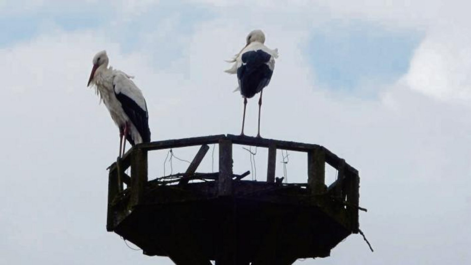 Die Störche sind da! Fotografiert von Irmgard Faigle in Horrheim.