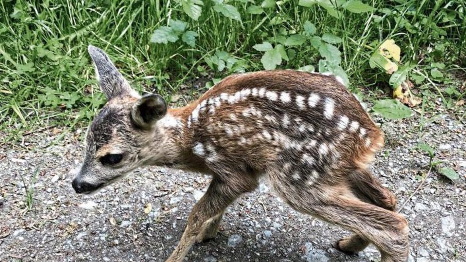 Eine außergewöhnlich niedliche Begegnung hatte ein Jogger im Reutwald bei Oberriexingen. Anfassen ist in so einem Fall natürlich tabu! Foto: Gergen
