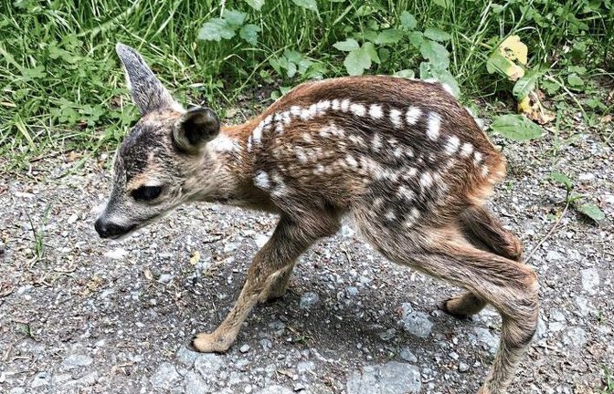 Eine außergewöhnlich niedliche Begegnung hatte ein Jogger im Reutwald bei Oberriexingen. Anfassen ist in so einem Fall natürlich tabu! Foto: Gergen