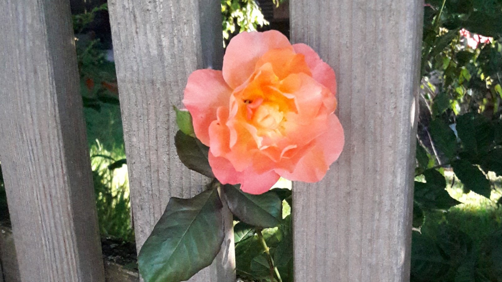 Der Freiheitsdrang der Rose.  Foto: Rücker