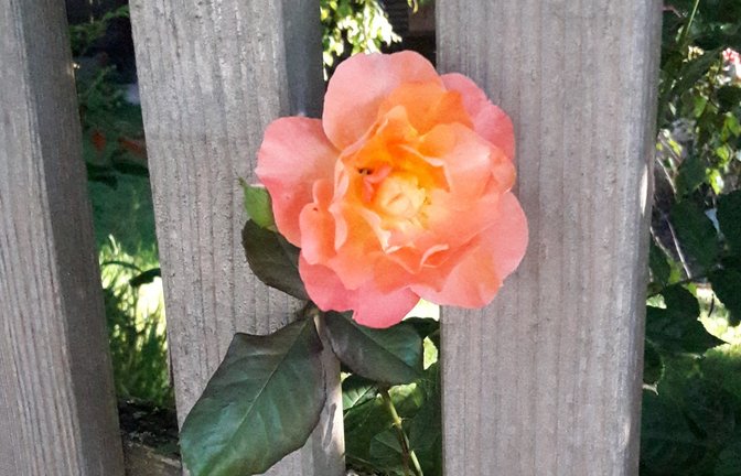 Der Freiheitsdrang der Rose.  <span class='image-autor'>Foto: Rücker</span>
