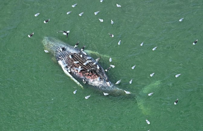 Ein Toter Wal wurde vor der dänischen Insel Anholt entdeckt.<span class='image-autor'>Foto: Jonas Walzberg/dpa</span>