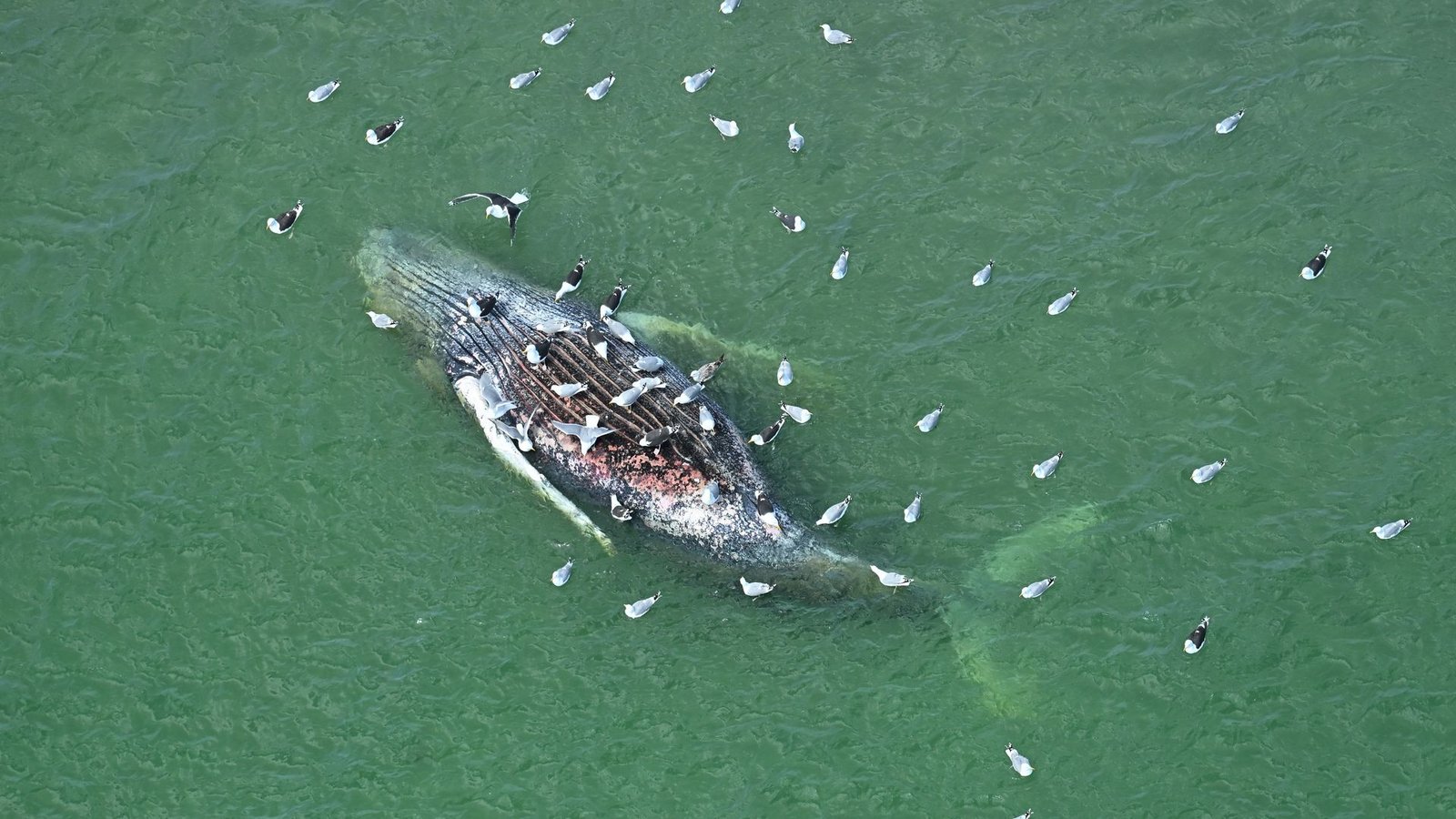 Ein Toter Wal wurde vor der dänischen Insel Anholt entdeckt.Foto: Jonas Walzberg/dpa