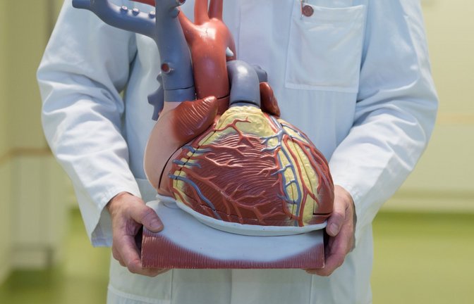 Ein Arzt zeigt ein anatomisches Modell des menschlichen Herzens.<span class='image-autor'>Foto: Sebastian Kahnert/dpa</span>