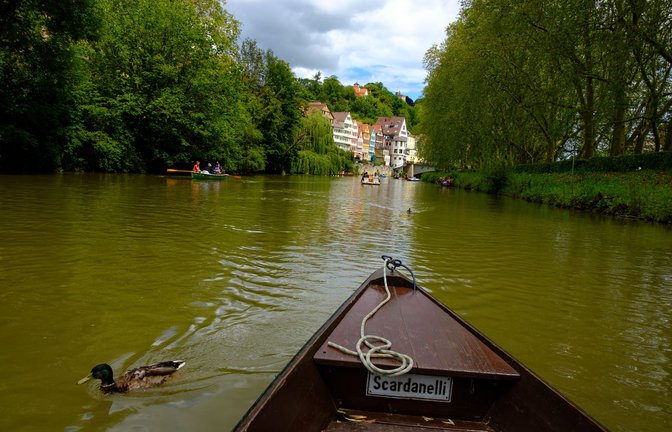 Eisiges Bad im trüben Neckar. (Symbolbild)<span class='image-autor'>Foto: LICHTGUT//
Piechowski</span>