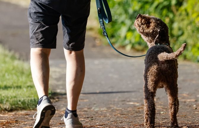 Hund beim Spaziergang: Ein Hund geht mit seinem Halter auf dem Deich am Werdersee spazieren. (Symbolbild)<span class='image-autor'>Focke Strangmann/dpa</span>