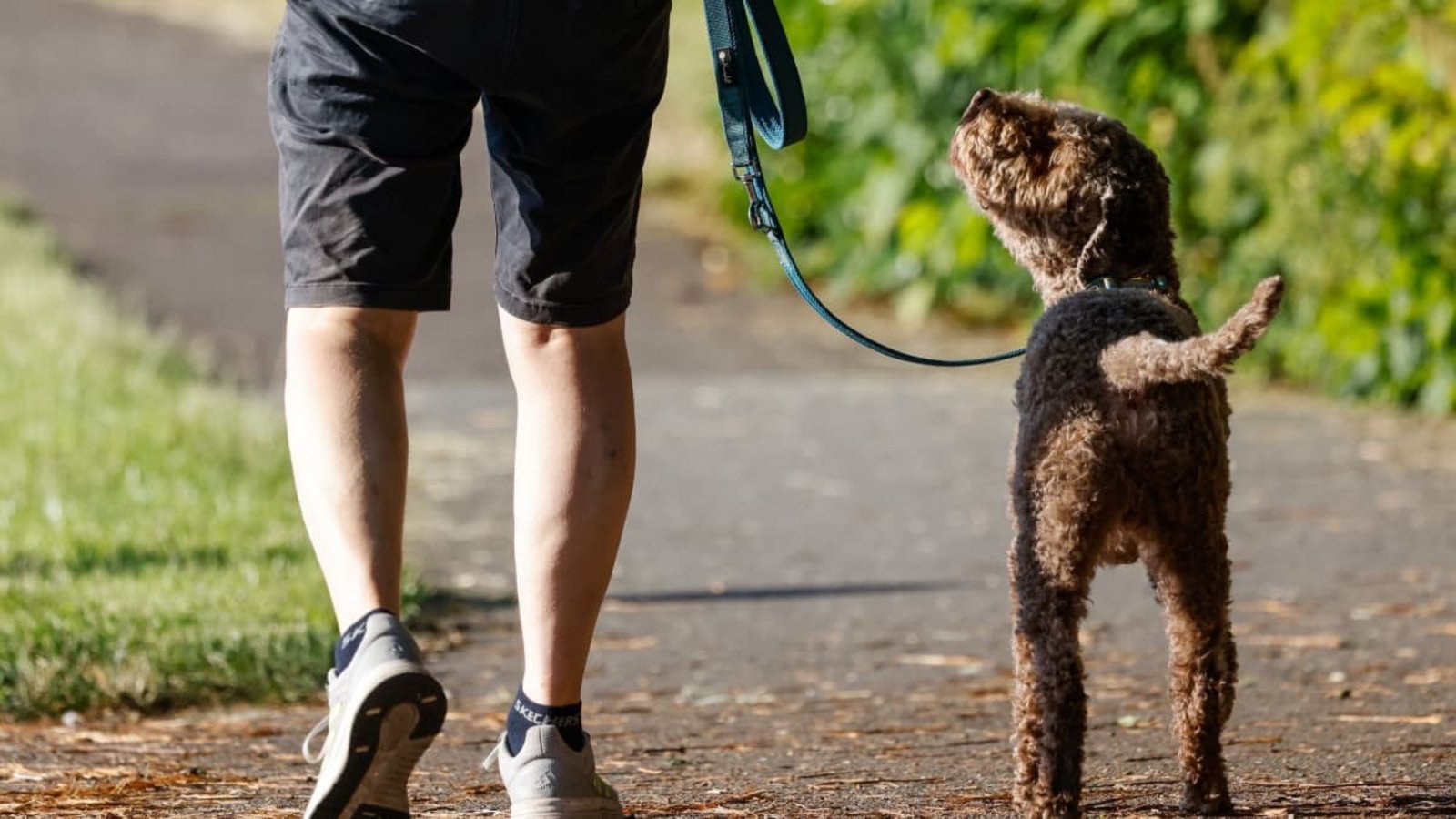 Hund beim Spaziergang: Ein Hund geht mit seinem Halter auf dem Deich am Werdersee spazieren. (Symbolbild)Focke Strangmann/dpa