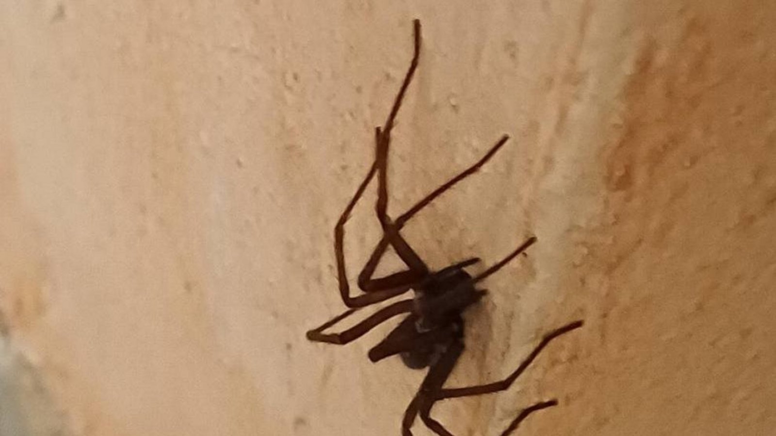 Kapitaler Achtbeiner im Treppenhaus: Die Große Hauswinkelspinne. Foto: Rücker Kapitaler Achtbeiner im Treppenhaus: Die Große Hauswinkelspinne. Foto: Rücker