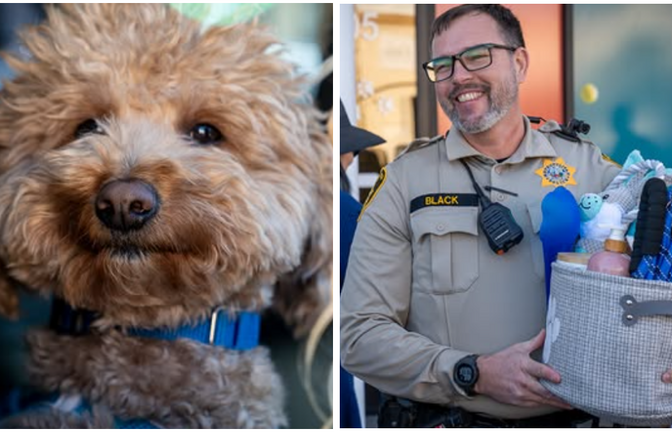 Golden Doodle "Jet Blue" wurde von seinem Finder, Officer Skeeter Black, adoptiert.<span class='image-autor'>Foto: lvmpd / https://www.instagram.com/p/DVCGPVaErxH/</span>