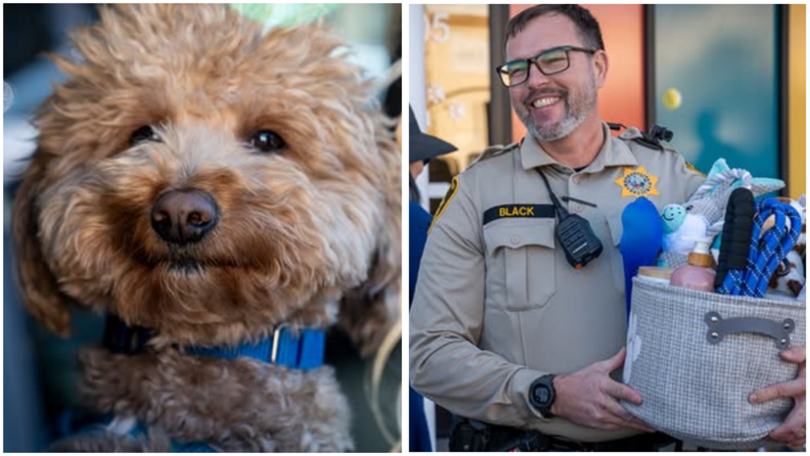 Golden Doodle "Jet Blue" wurde von seinem Finder, Officer Skeeter Black, adoptiert.Foto: lvmpd / https://www.instagram.com/p/DVCGPVaErxH/ Golden Doodle "Jet Blue" wurde von seinem Finder, Officer Skeeter Black, adoptiert.Foto: lvmpd / https://www.instagram.com/p/DVCGPVaErxH/