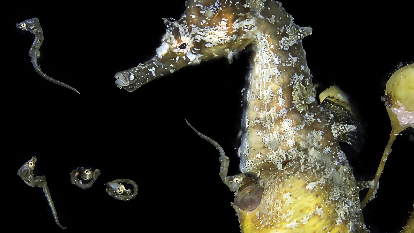 Tschüss Papa: die Jungtiere verlassen die Bruttasche eines männlichen koreanischen Seepferdchens.Foto: Jinggong Zhang