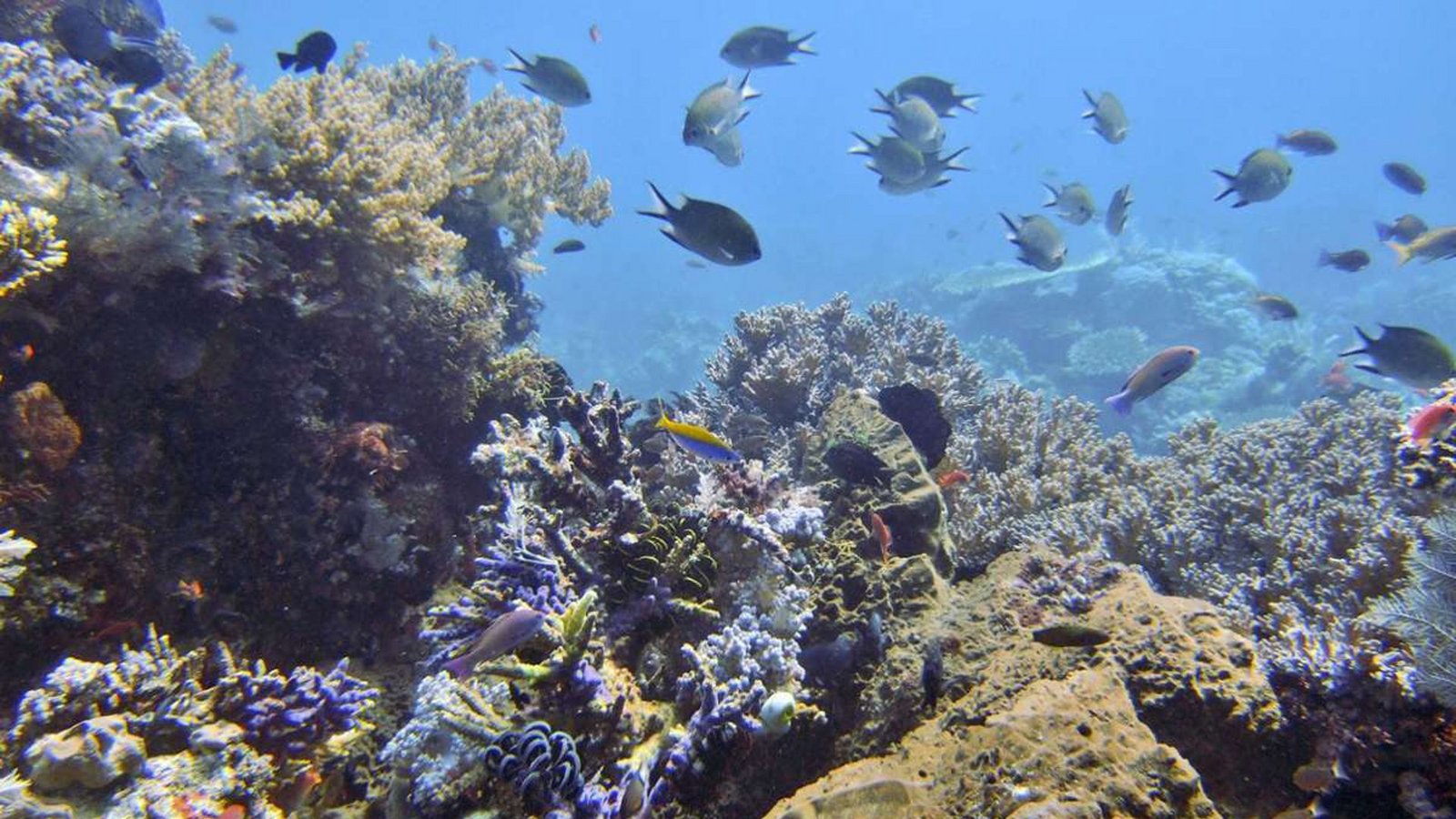 Meere: Bei einer Erderwärmung von zwei bis drei Grad im Vergleich zum vorindustriellen Zeitalter werden laut IPCC bis zu 54 Prozent der weltweiten Arten an Land und im Wasser im Laufe dieses Jahrhunderts vom Aussterben bedroht sein (Bild: Fische schwimmen an einem Korallenriff vor der Komodo-Insel in Indonesien).Foto: Dita Alangkara/AP/dpa Meere: Bei einer Erderwärmung von zwei bis drei Grad im Vergleich zum vorindustriellen Zeitalter werden laut IPCC bis zu 54 Prozent der weltweiten Arten an Land und im Wasser im Laufe dieses Jahrhunderts vom Aussterben bedroht sein (Bild: Fische schwimmen an einem Korallenriff vor der Komodo-Insel in Indonesien).Foto: Dita Alangkara/AP/dpa