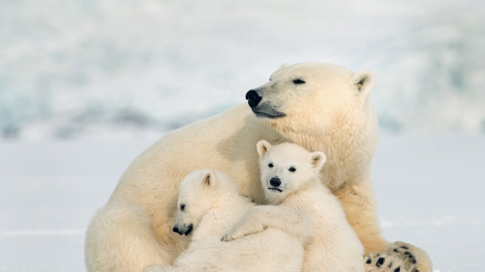 Die Keimruhe ist eine Anpassung an die extremen und unvorhersehbaren Umweltbedingungen, in denen Eisbären leben.Foto: isabel kendzior/ Shutterstock Die Keimruhe ist eine Anpassung an die extremen und unvorhersehbaren Umweltbedingungen, in denen Eisbären leben.Foto: isabel kendzior/ Shutterstock
