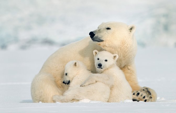 Die Keimruhe ist eine Anpassung an die extremen und unvorhersehbaren Umweltbedingungen, in denen Eisbären leben.<span class='image-autor'>Foto: isabel kendzior/ Shutterstock</span>