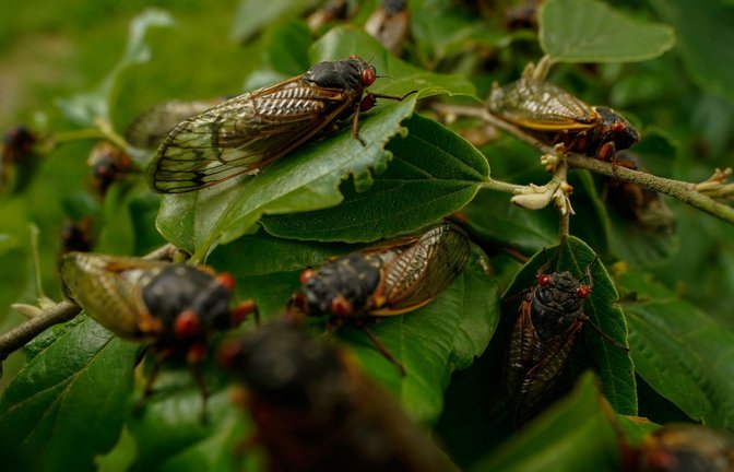 Alle paar Jahre kommt es in den USA zu einem biologischen Schauspiel: Milliarden Zikaden kriechen aus der Erde.<span class='image-autor'>Foto: Carolyn Kaster/AP/dpa</span>
