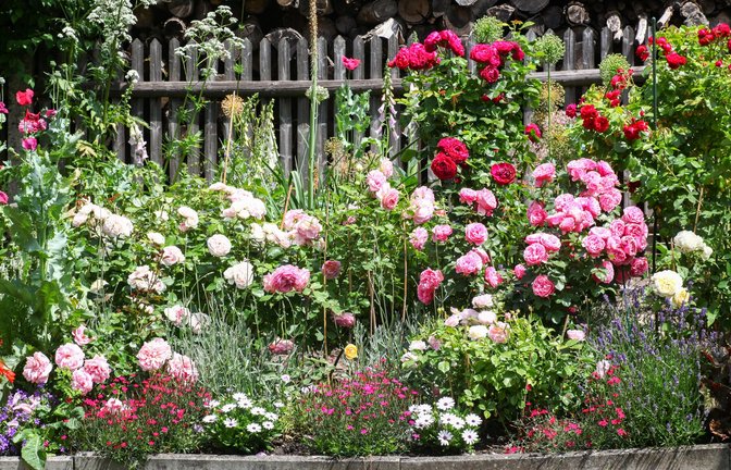 Es gibt unzählige Rosensorten und jedes Jahr kommen neue Züchtungen auf den Markt. Das ADR-Siegel kann bei der Kaufentscheidung helfen.<span class='image-autor'>Foto: Adobe Stock</span>