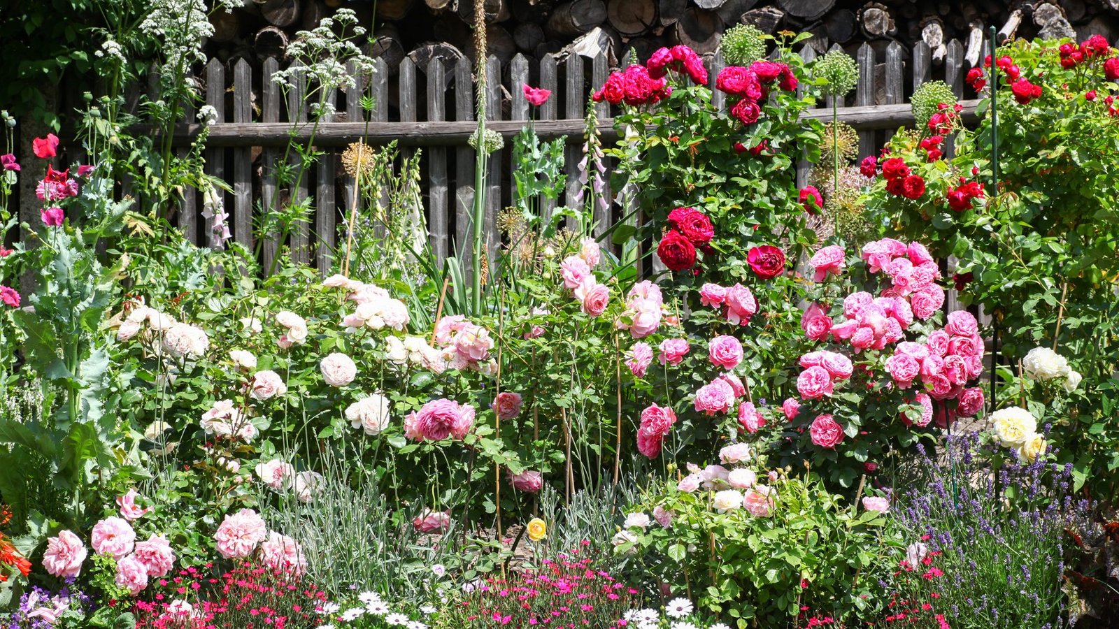 Es gibt unzählige Rosensorten und jedes Jahr kommen neue Züchtungen auf den Markt. Das ADR-Siegel kann bei der Kaufentscheidung helfen.Foto: Adobe Stock Es gibt unzählige Rosensorten und jedes Jahr kommen neue Züchtungen auf den Markt. Das ADR-Siegel kann bei der Kaufentscheidung helfen.Foto: Adobe Stock