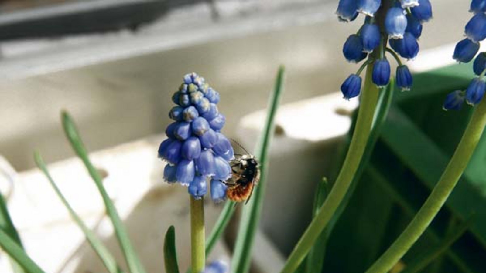 Lustige Haare im Gesicht: das Männchen der Gehörnten Mauerbiene. Foto: Rücker