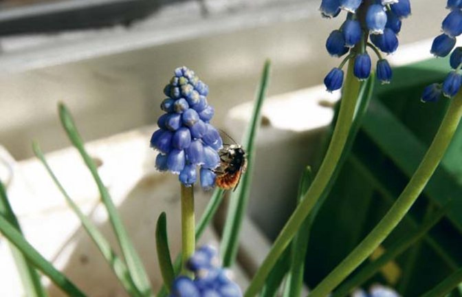 Lustige Haare im Gesicht: das Männchen der Gehörnten Mauerbiene. Foto: Rücker