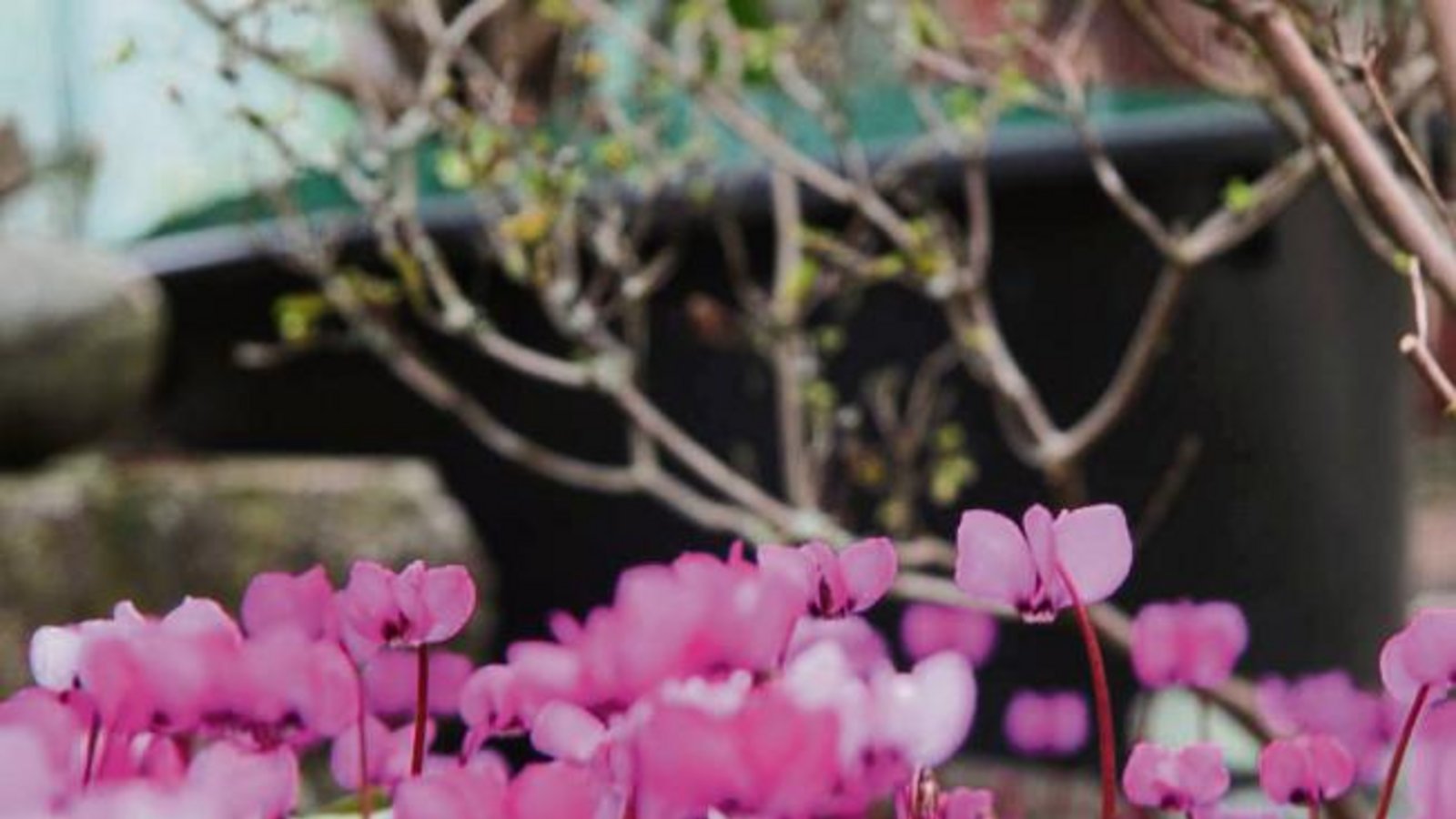 „Der Garten ist mein Leben“, sagt unsere Leserin Lilly Striegel aus Sersheim. Ihr ganz besonderer Schatz sind die Alpenveilchen, die auch mitten im Winter Farbe in die Beete der Seniorin bringen.  Foto: Banholzer