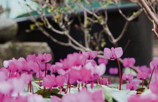 „Der Garten ist mein Leben“, sagt unsere Leserin Lilly Striegel aus Sersheim. Ihr ganz besonderer Schatz sind die Alpenveilchen, die auch mitten im Winter Farbe in die Beete der Seniorin bringen.  Foto: Banholzer