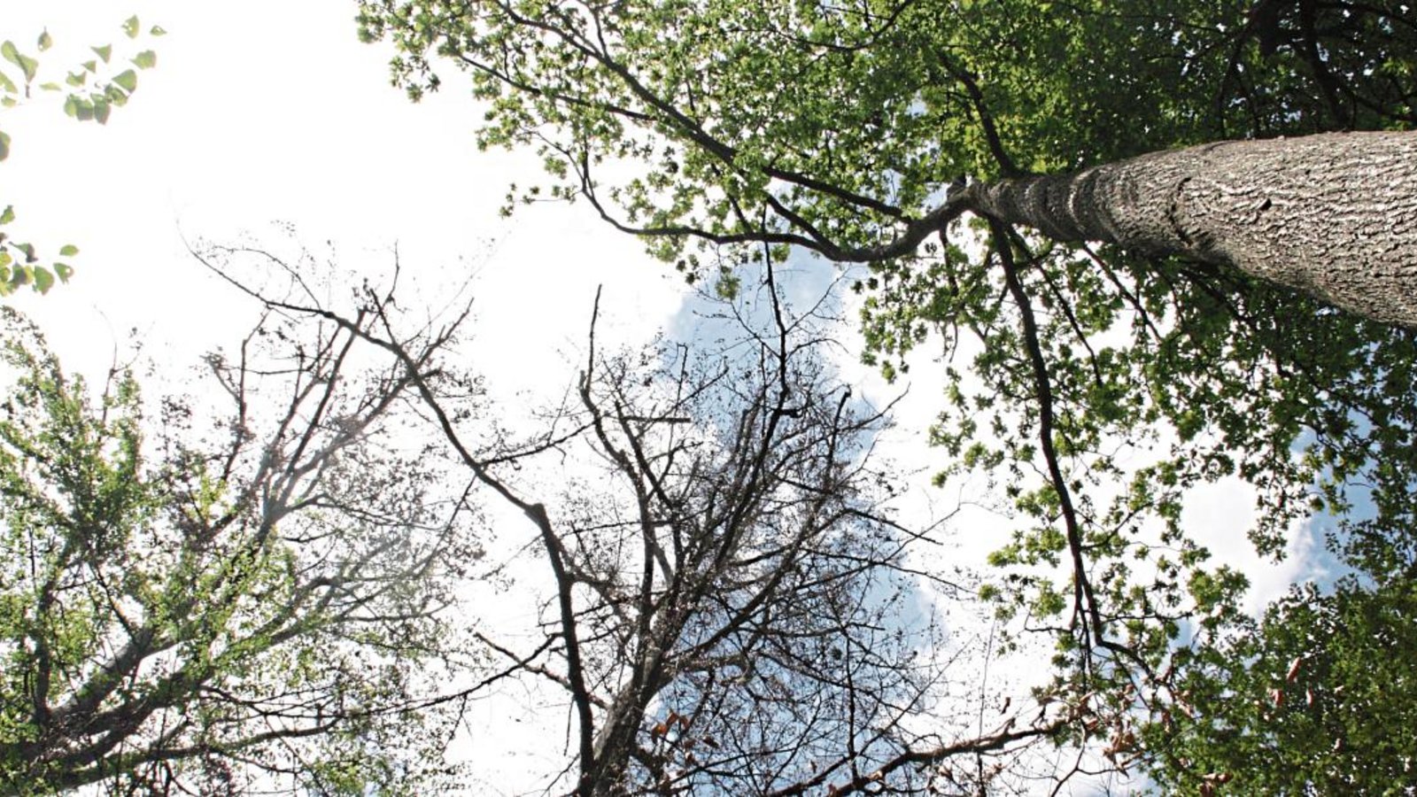 Im März und April war es im Enzkreis viel zu warm und viel zu trocken. Die Folge sind unter anderem ausgetrocknete Böden, Trockenschäden im Forst und erhebliche Einbußen bei der Biomasse. Der Enzkreis sieht sich daher weiter in der Pflicht, sich für einen nachhaltigen Klimaschutz zu engagieren. Foto: LE Im März und April war es im Enzkreis viel zu warm und viel zu trocken. Die Folge sind unter anderem ausgetrocknete Böden, Trockenschäden im Forst und erhebliche Einbußen bei der Biomasse. Der Enzkreis sieht sich daher weiter in der Pflicht, sich für einen nachhaltigen Klimaschutz zu engagieren. Foto: LE