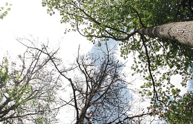 Im März und April war es im Enzkreis viel zu warm und viel zu trocken. Die Folge sind unter anderem ausgetrocknete Böden, Trockenschäden im Forst und erhebliche Einbußen bei der Biomasse. Der Enzkreis sieht sich daher weiter in der Pflicht, sich für einen nachhaltigen Klimaschutz zu engagieren.  Foto: LE