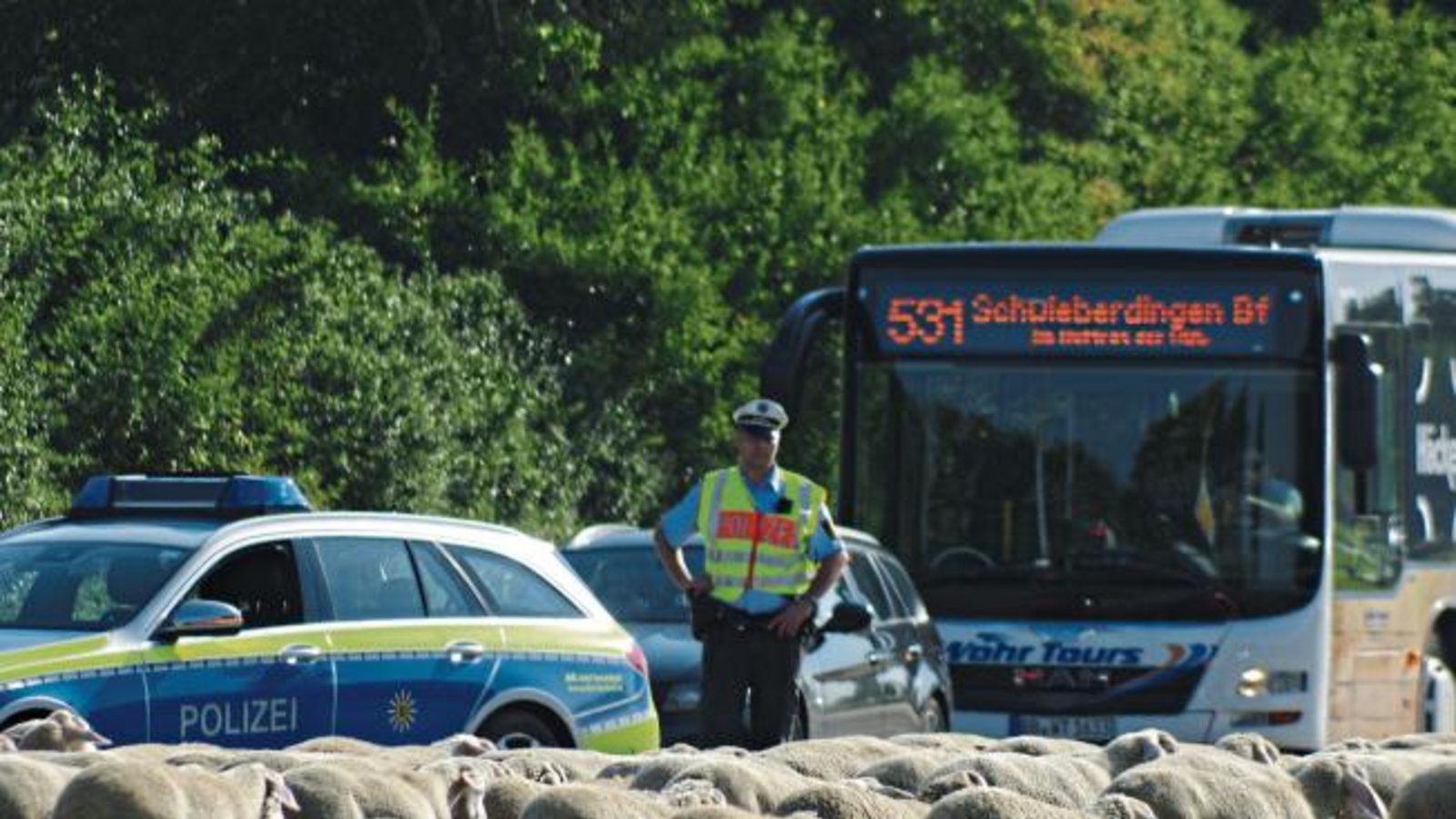 Unter den strengen Blicken des Gesetzes trottet eine Schafherde bei einer Verkehrsprüfung für Schäfer in Markgröningen über die Straße. Foto: Romanowski Unter den strengen Blicken des Gesetzes trottet eine Schafherde bei einer Verkehrsprüfung für Schäfer in Markgröningen über die Straße. Foto: Romanowski