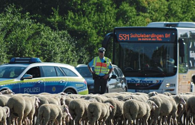 Unter den strengen Blicken des Gesetzes trottet eine Schafherde bei einer Verkehrsprüfung für Schäfer in Markgröningen über die Straße.  Foto: Romanowski