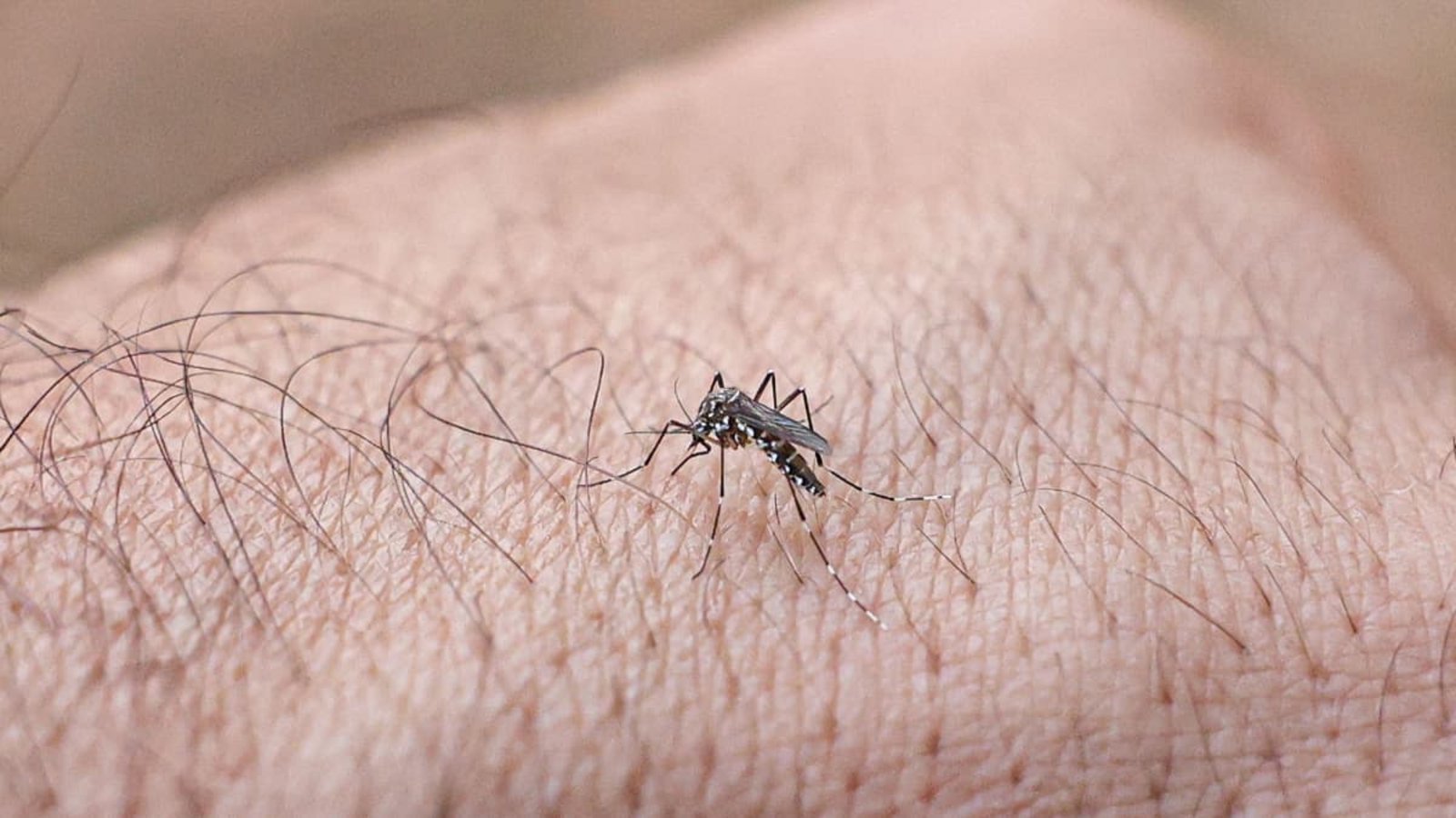 Ein spezieller Innenanstrich für Wasserbehälter kann das Risiko einer Infektion mit dem Dengue-Virus drastisch senken (Symbolfoto).Marcelo Camargo/Agencia Brazil/dpa Ein spezieller Innenanstrich für Wasserbehälter kann das Risiko einer Infektion mit dem Dengue-Virus drastisch senken (Symbolfoto).Marcelo Camargo/Agencia Brazil/dpa