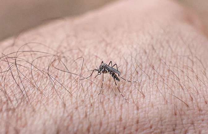 Ein spezieller Innenanstrich für Wasserbehälter kann das Risiko einer Infektion mit dem Dengue-Virus drastisch senken (Symbolfoto).<span class='image-autor'>Marcelo Camargo/Agencia Brazil/dpa</span>