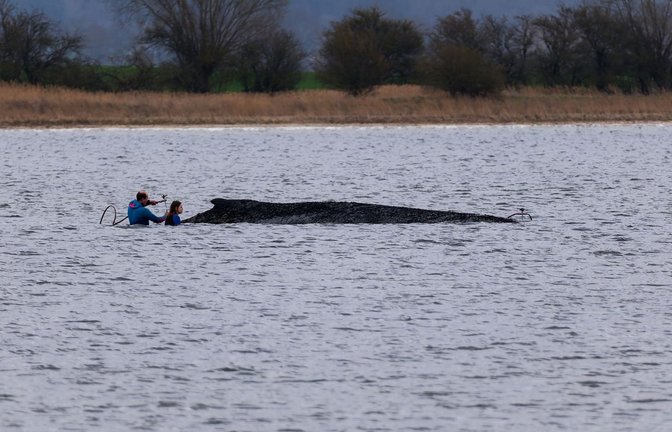 Einsatzkräfte der Feuerwehr benetzen den Rücken des Wals, der aus dem Wasser ragt.<span class='image-autor'>Foto: Marcus Golejewski/dpa/Marcus Golejewski</span>