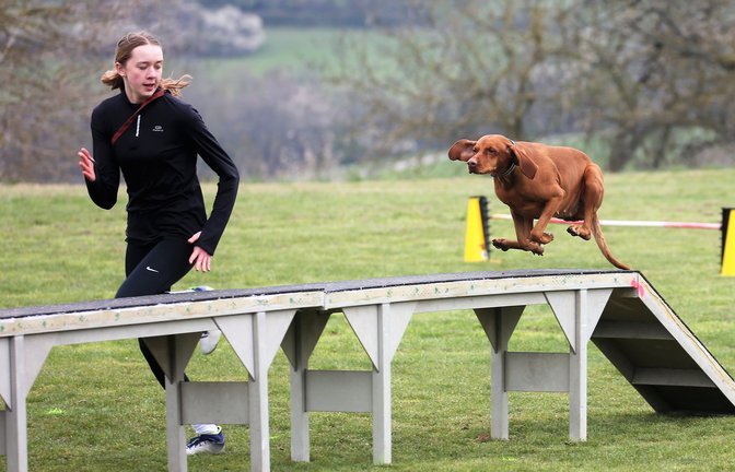 Wie von einer Feder geschnellt hetzt Jagdhündin Luna ihrer Teampartnerin Lilian Stauss hinterher. Bei den Wettbewerben auf dem Zwergberg absolvieren Hund und Mensch den Parcours. <span class='image-autor'>Fotos: Küppers</span>