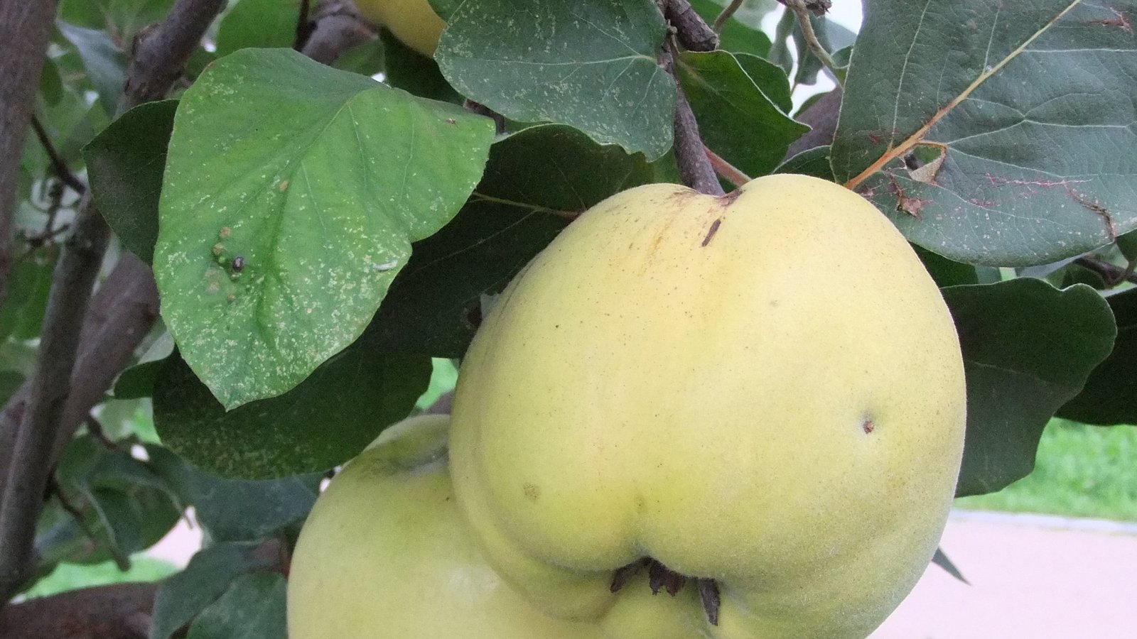 In der Streuobstwiesen-Börse des Enzkreises werden häufig auch seltene Obstarten wie die Quitte nachgefragt. Foto: LE/Bernhard Reisch