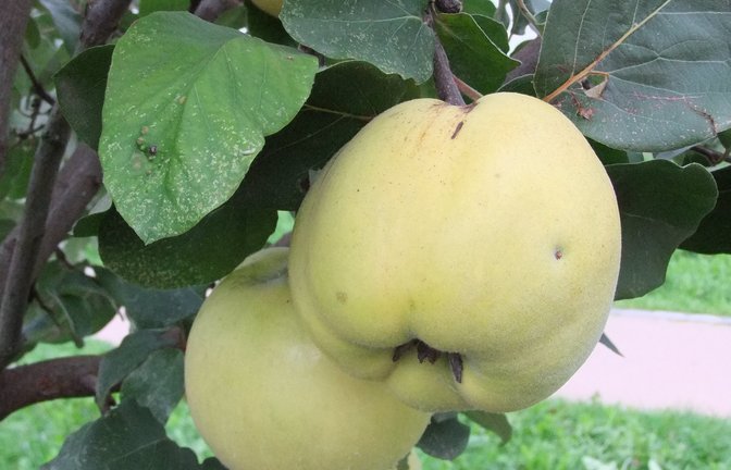 In der Streuobstwiesen-Börse des Enzkreises werden häufig auch seltene Obstarten wie die Quitte nachgefragt. <span class='image-autor'>Foto: LE/Bernhard Reisch</span>