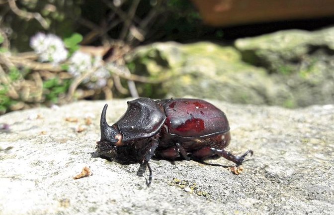 Der leider tote Nashornkäfer wurde in Aurich bei einer Putzaktion entdeckt.  Foto: Rücker