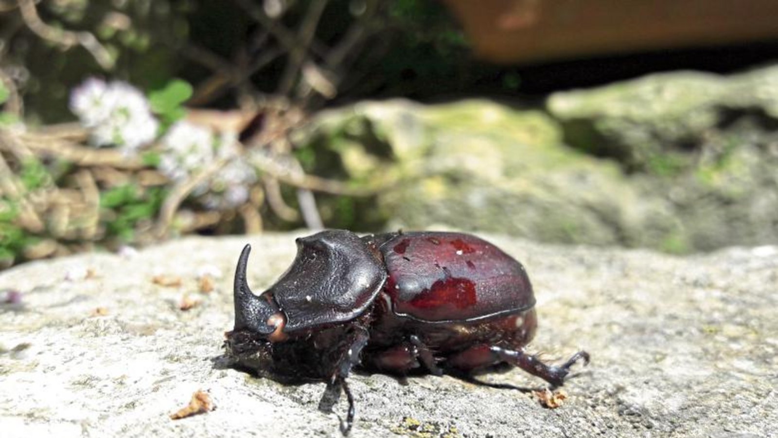 Der leider tote Nashornkäfer wurde in Aurich bei einer Putzaktion entdeckt.  Foto: Rücker