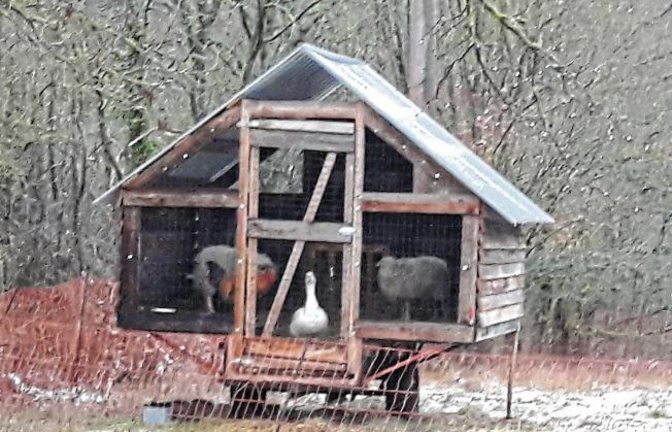Bunte Vielfalt in Aurich: Wohngemeinschaft mit Gans, Hahn und Schafen. Foto: Rücker