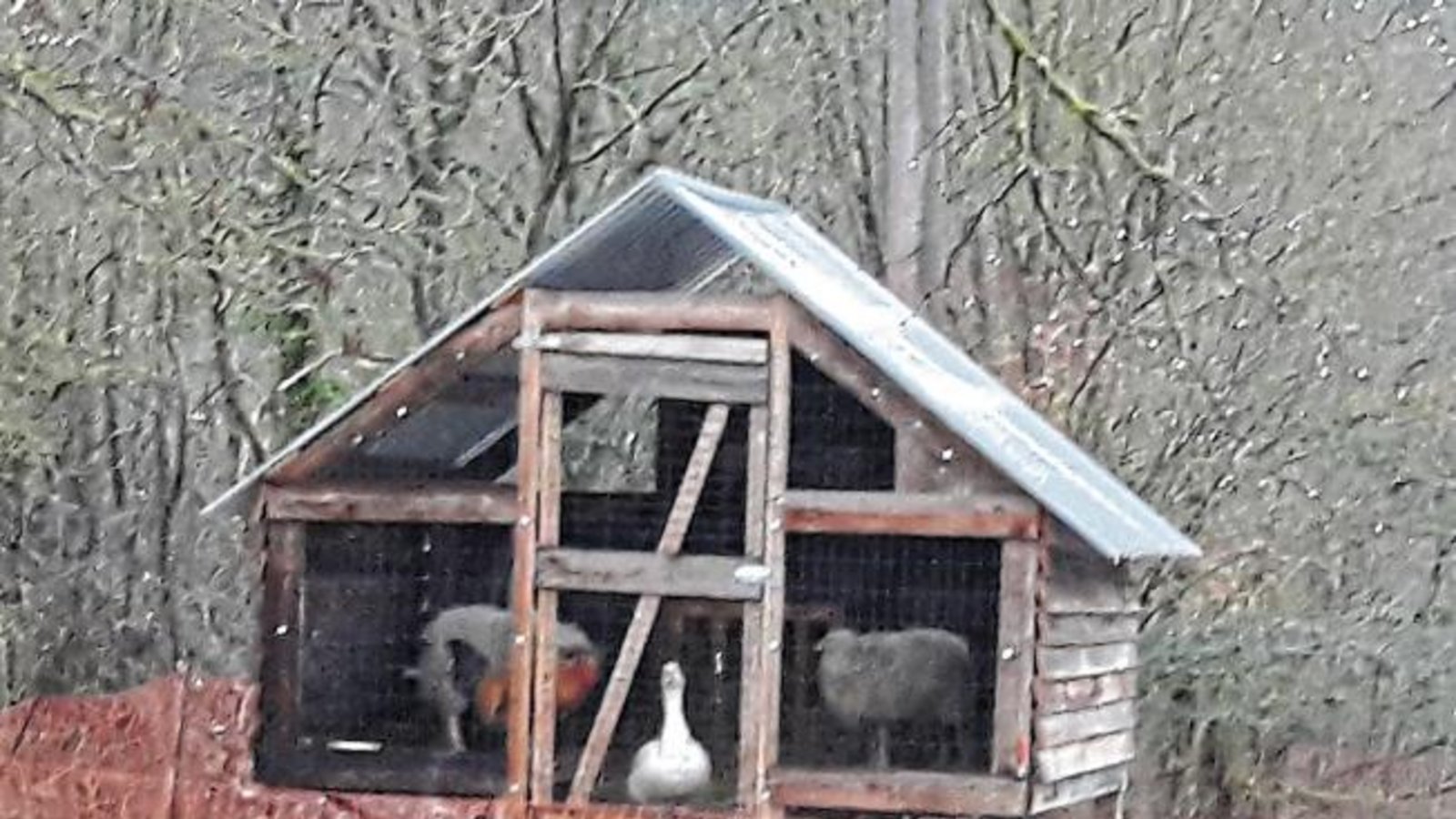 Bunte Vielfalt in Aurich: Wohngemeinschaft mit Gans, Hahn und Schafen. Foto: Rücker