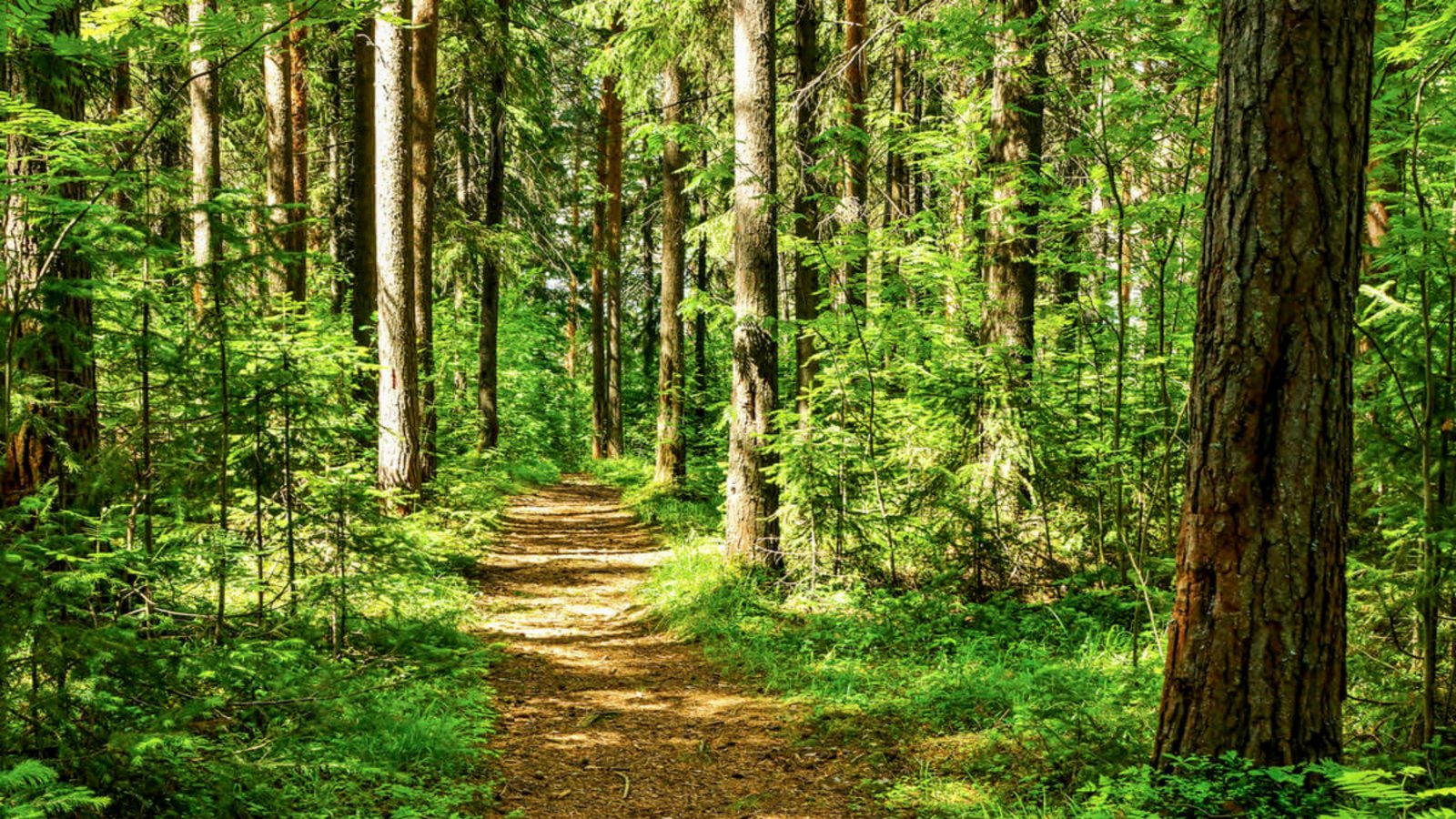 Was man aus dem Wald mitnehmen darf, regelt das Landeswaldgesetz. Das Wichtigste dazu finden Sie hier im Überblick.Foto: Tsn52 / Shutterstock.com