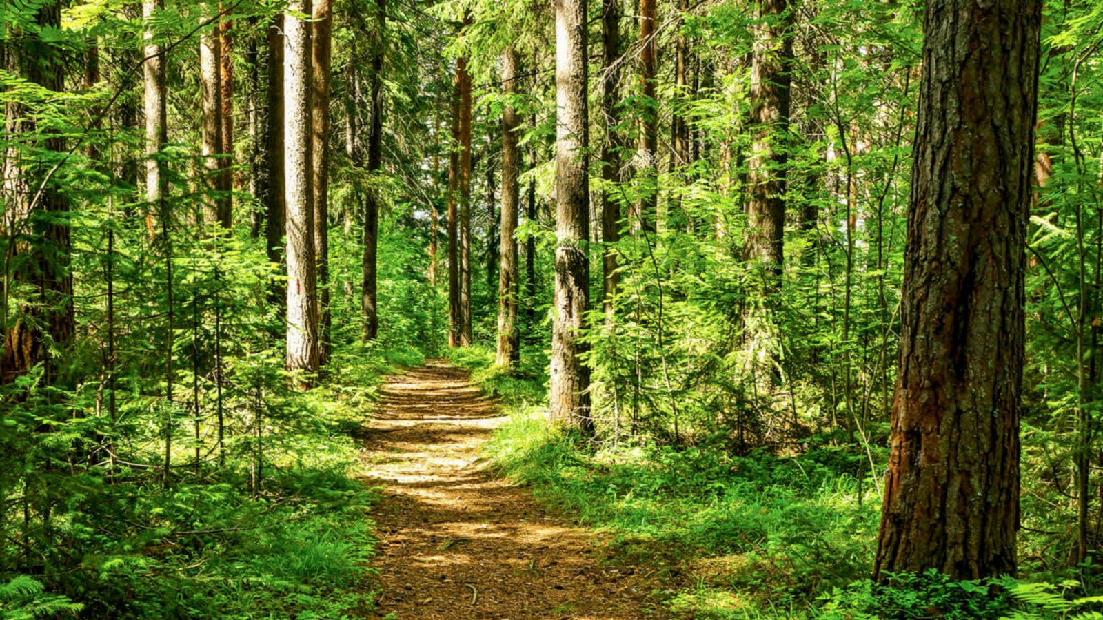 Was man aus dem Wald mitnehmen darf, regelt das Landeswaldgesetz. Das Wichtigste dazu finden Sie hier im Überblick.Foto: Tsn52 / Shutterstock.com Was man aus dem Wald mitnehmen darf, regelt das Landeswaldgesetz. Das Wichtigste dazu finden Sie hier im Überblick.Foto: Tsn52 / Shutterstock.com