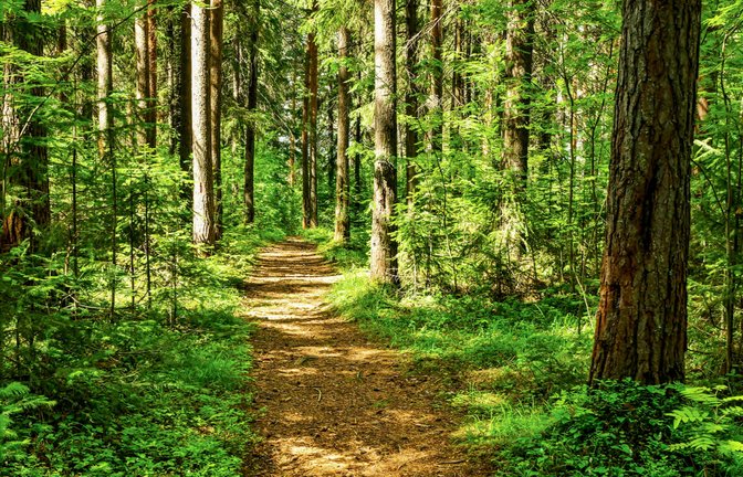 Was man aus dem Wald mitnehmen darf, regelt das Landeswaldgesetz. Das Wichtigste dazu finden Sie hier im Überblick.<span class='image-autor'>Foto: Tsn52 / Shutterstock.com</span>