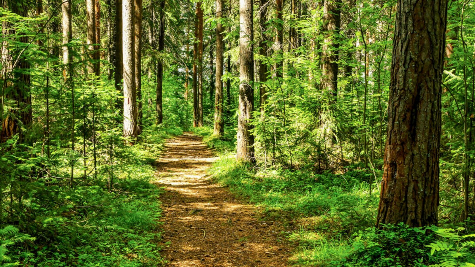 Was man aus dem Wald mitnehmen darf, regelt das Landeswaldgesetz. Das Wichtigste dazu finden Sie hier im Überblick.Foto: Tsn52 / Shutterstock.com