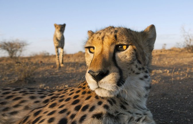 Foto: imago images/OceanPhoto/Reinhard Dirscherl via www.imago-images.de