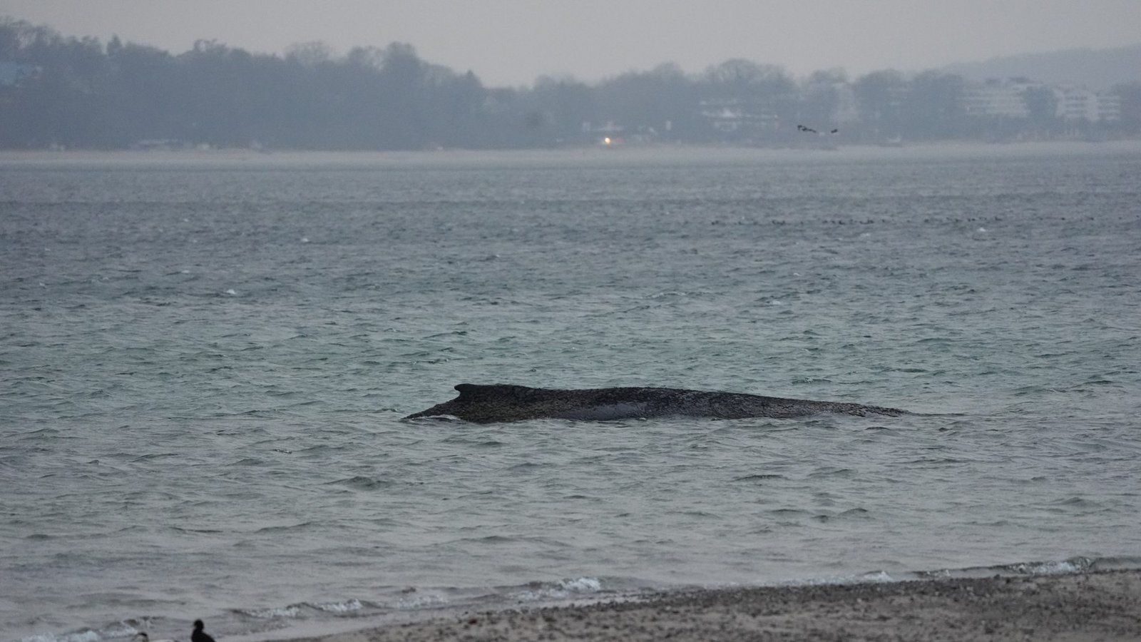 Der gestrandete Wal liegt im Wasser der Ostsee vor der Seebrücke am Hafen Niendorf. Die Polizei hat das Gelände abgesperrt, um das Tier nicht zu beunruhigen. Die Rettungsversuche dauern an.Foto: picture alliance/dpa | Marcus Brandt Der gestrandete Wal liegt im Wasser der Ostsee vor der Seebrücke am Hafen Niendorf. Die Polizei hat das Gelände abgesperrt, um das Tier nicht zu beunruhigen. Die Rettungsversuche dauern an.Foto: picture alliance/dpa | Marcus Brandt