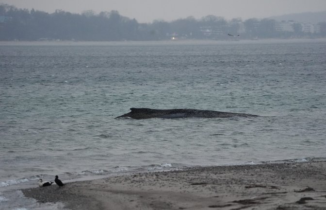 Der gestrandete Wal liegt im Wasser der Ostsee vor der Seebrücke am Hafen Niendorf. Die Polizei hat das Gelände abgesperrt, um das Tier nicht zu beunruhigen. Die Rettungsversuche dauern an.<span class='image-autor'>Foto: picture alliance/dpa | Marcus Brandt</span>