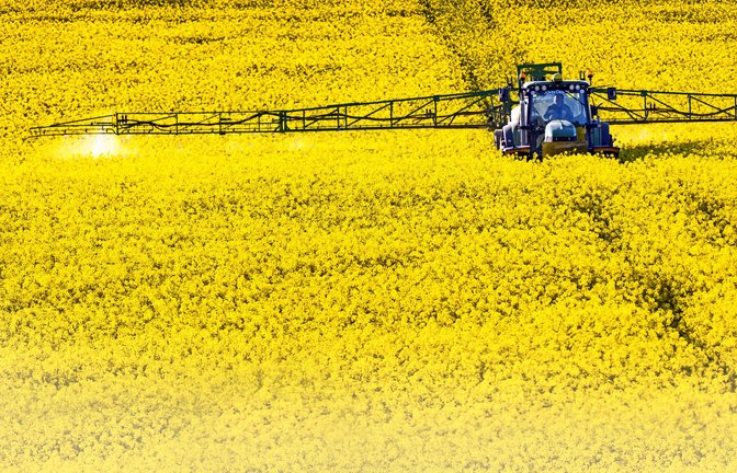 Im Rapsanbau werden mehr Pestizide eingesetzt als bei vielen anderenNutzpflanzen.<span class='image-autor'>Foto: imago/Jens Koehler</span>