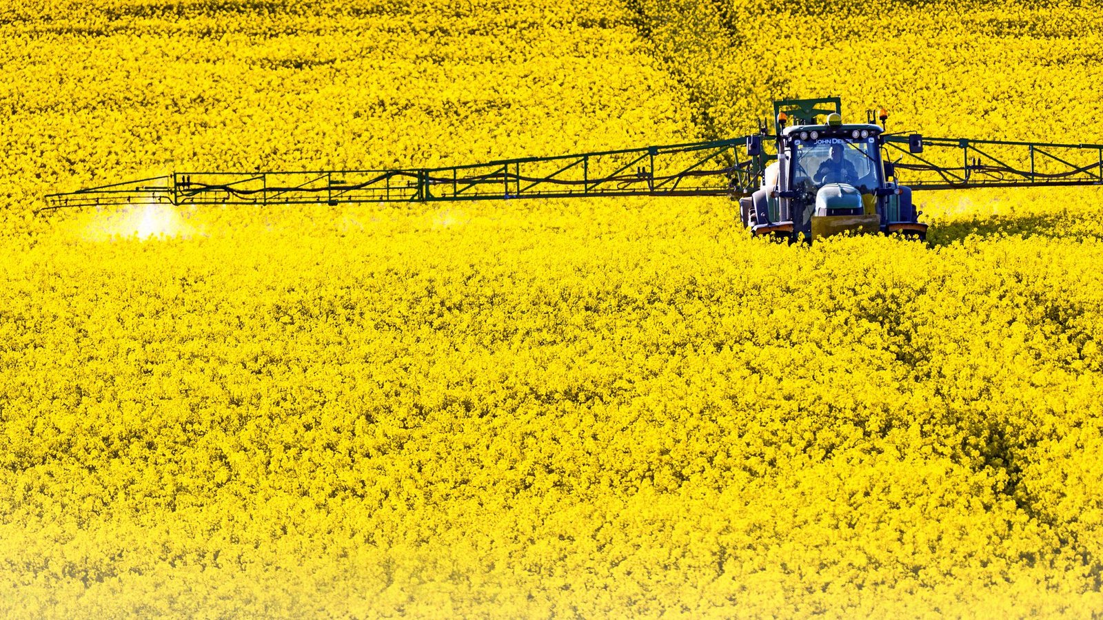 Im Rapsanbau werden mehr Pestizide eingesetzt als bei vielen anderenNutzpflanzen.Foto: imago/Jens Koehler Im Rapsanbau werden mehr Pestizide eingesetzt als bei vielen anderenNutzpflanzen.Foto: imago/Jens Koehler