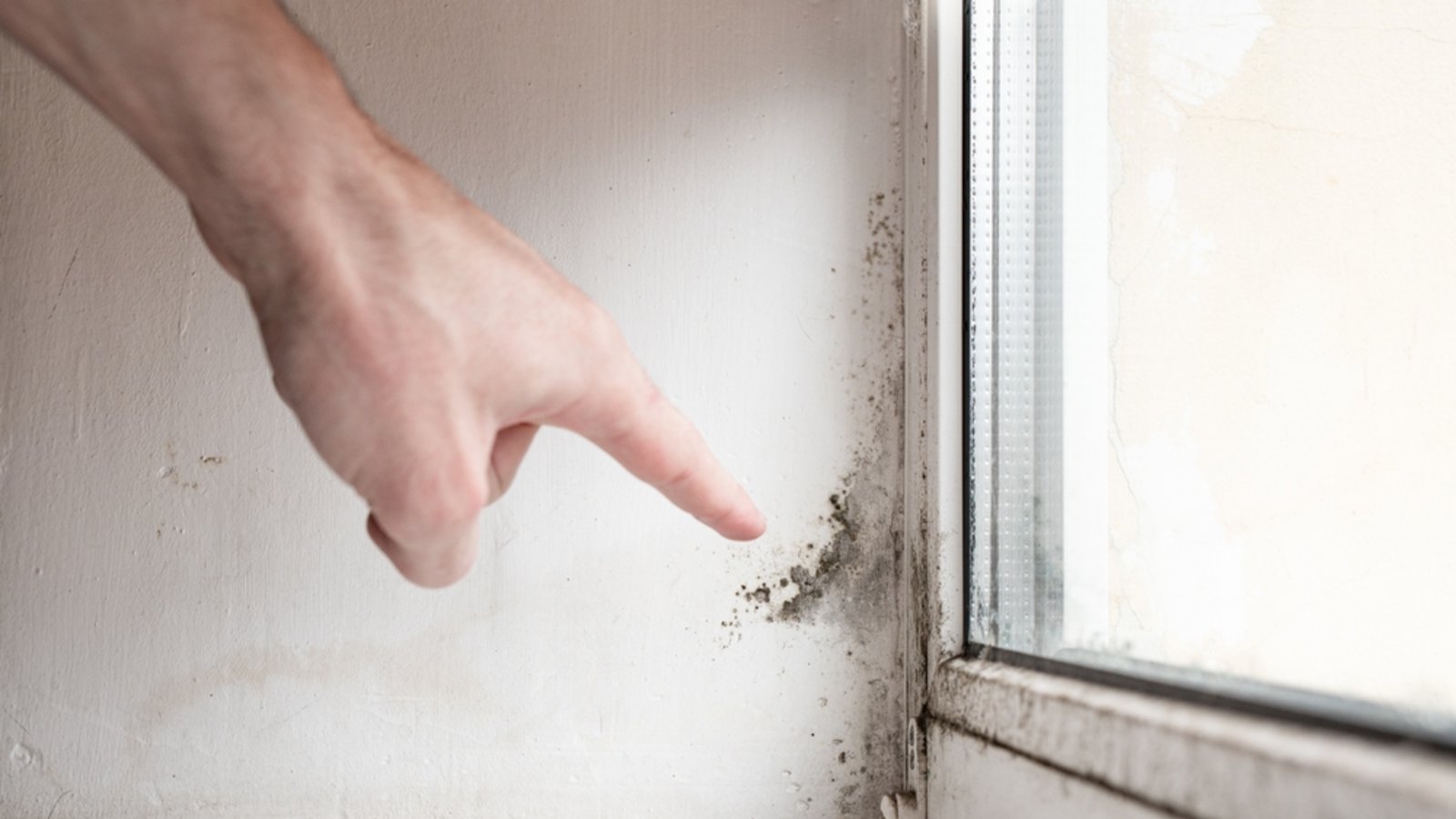 Woher kommt der Schimmel?Foto: Jenya Smyk / shutterstock.com Woher kommt der Schimmel?Foto: Jenya Smyk / shutterstock.com
